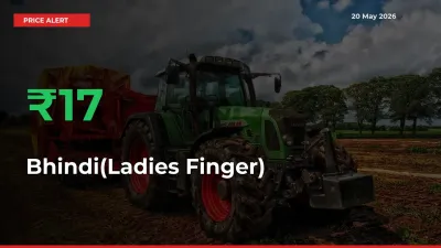 16.71% Spike in Bhindi(Ladies Finger) Prices – Mandi Sees Sudden Rally