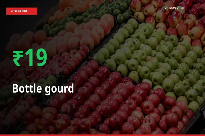 तेज़ तेजी! मंडी में लौकी के दाम 19.4% चढ़े