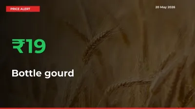 This Mandi Records 19.4% Jump in Bottle gourd Prices
