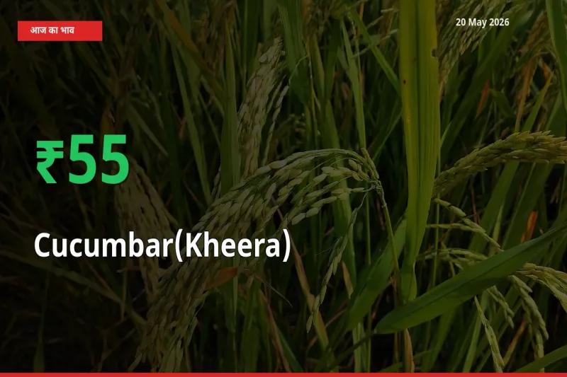 स्थानीय मंडी में खीरा के दाम अचानक 55.26% उछले, किसान सतर्क