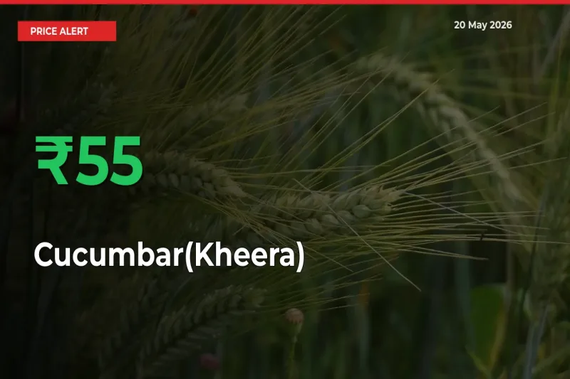 Sudden 55.26% Rally in Cucumbar(Kheera) Prices Across Mandis
