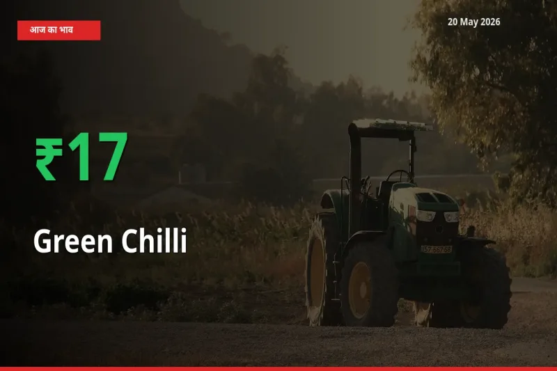 बाज़ार संकेत: हरी मिर्च के भाव मंडी में 17.11% ऊपर
