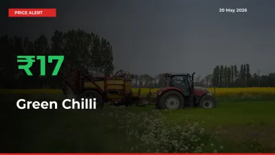 Farmers Cheer as Green Chilli Prices Surge 17.11% in Local Mandis