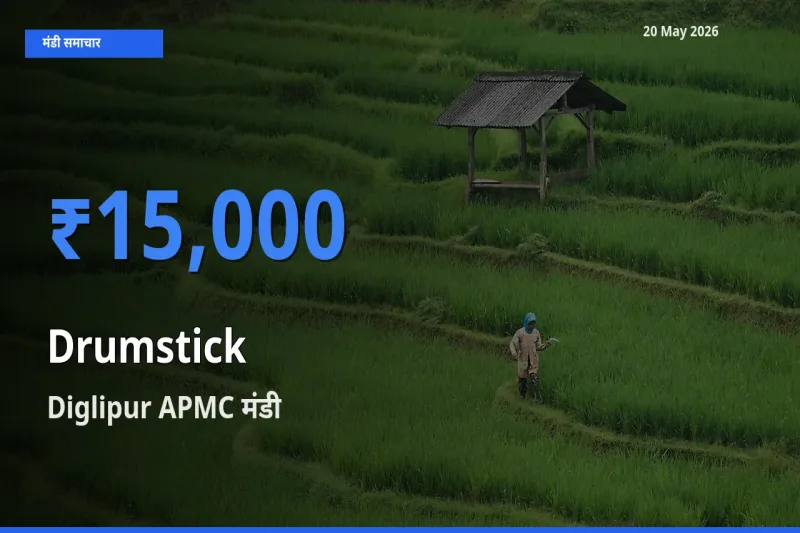 आज सहजन (मुनगा) के सबसे ऊँचे दाम ₹15,000 Diglipur APMC मंडी में