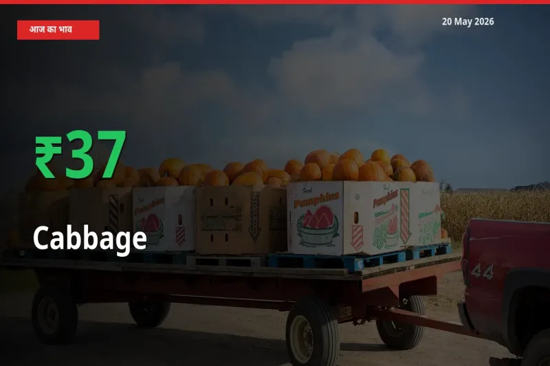 स्थानीय मंडी में पत्ता गोभी के दाम अचानक 36.57% उछले, किसान सतर्क