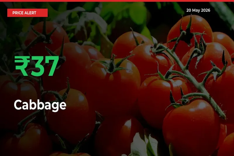 Big Rally! Cabbage Climbs 36.57% in 24 Hours at Top Mandis