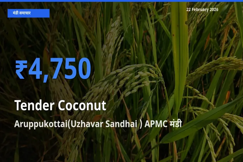 आज Tender Coconut के सबसे ज़्यादा दाम Aruppukottai(Uzhavar Sandhai ) APMC मंडी में दर्ज