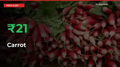 Big Rally! Carrot Climbs 20.7% in 24 Hours at Top Mandis