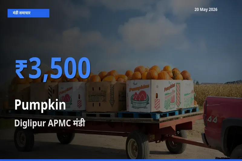 आज कद्दू के सबसे ऊँचे दाम ₹3,500 Diglipur APMC मंडी में