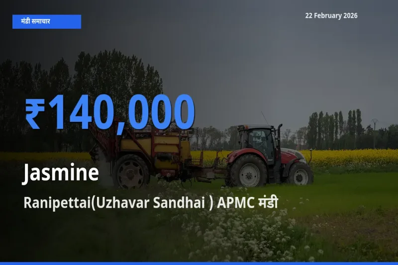 आज Jasmine के सबसे ज़्यादा दाम Ranipettai(Uzhavar Sandhai ) APMC मंडी में दर्ज