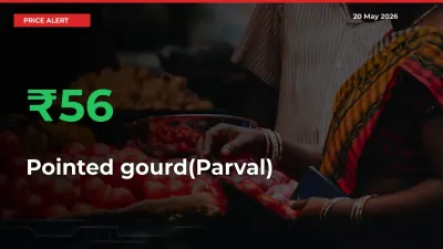 Big Rally! Pointed gourd(Parval) Climbs 56.41% in 24 Hours at Top Mandis