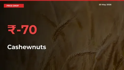 Sudden Shock! Cashewnuts Drops 69.57% in 24 Hours at Top Mandis
