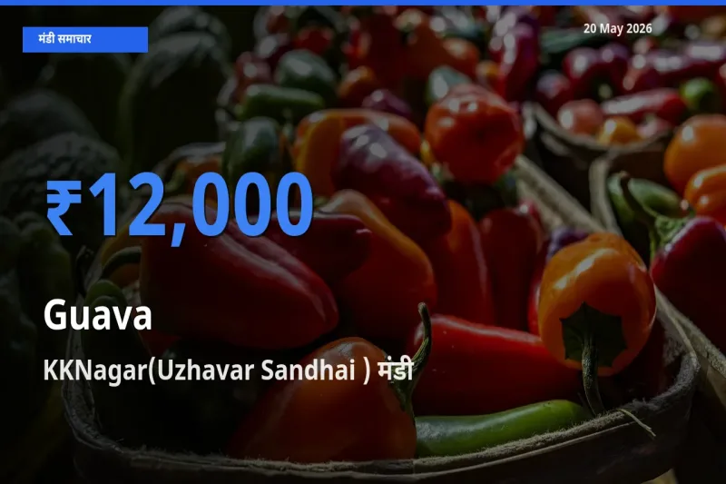 KKNagar(Uzhavar Sandhai ) मंडी में अमरूद ₹12,000 पर पहुँचा – आज का सर्वोच्च भाव