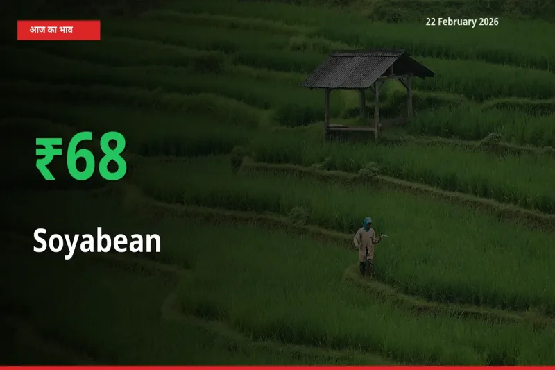 किसानों के लिए खुशखबरी! स्थानीय मंडी में Soyabean 67.57% उछला
