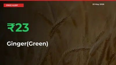 This Mandi Records 23.43% Jump in Ginger(Green) Prices