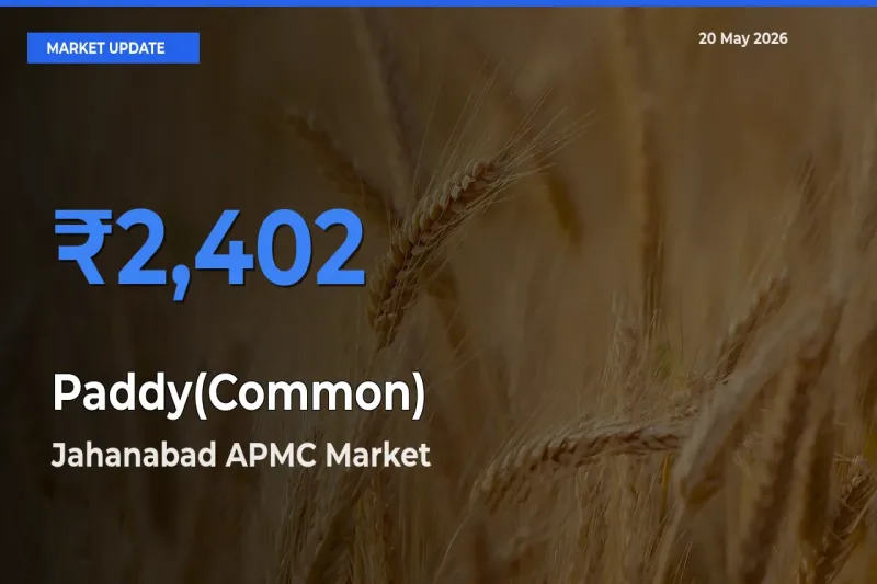 Jahanabad APMC Tops Paddy(Common) Mandi Rates Today