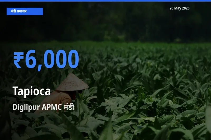 आज साबूदाना के सबसे ऊँचे दाम ₹6,000 Diglipur APMC मंडी में