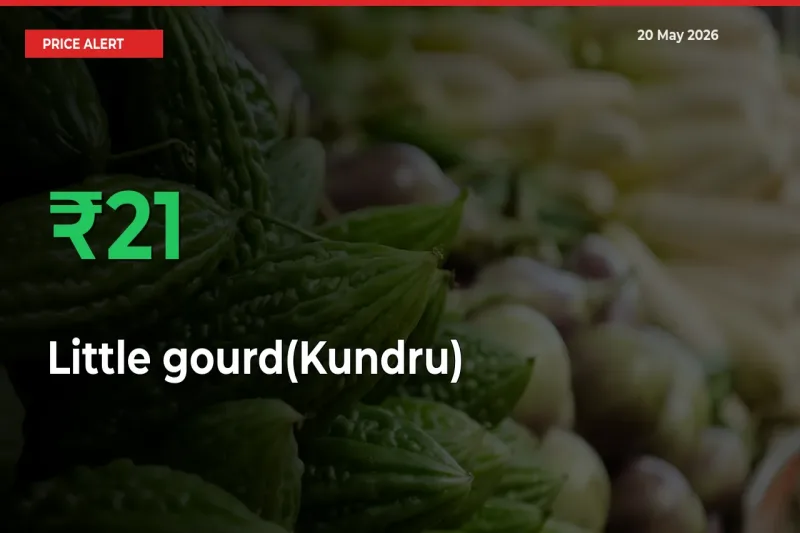 Sharp Jump! Little gourd(Kundru) Prices Climb 21.31% in 24 Hours at Key Mandis