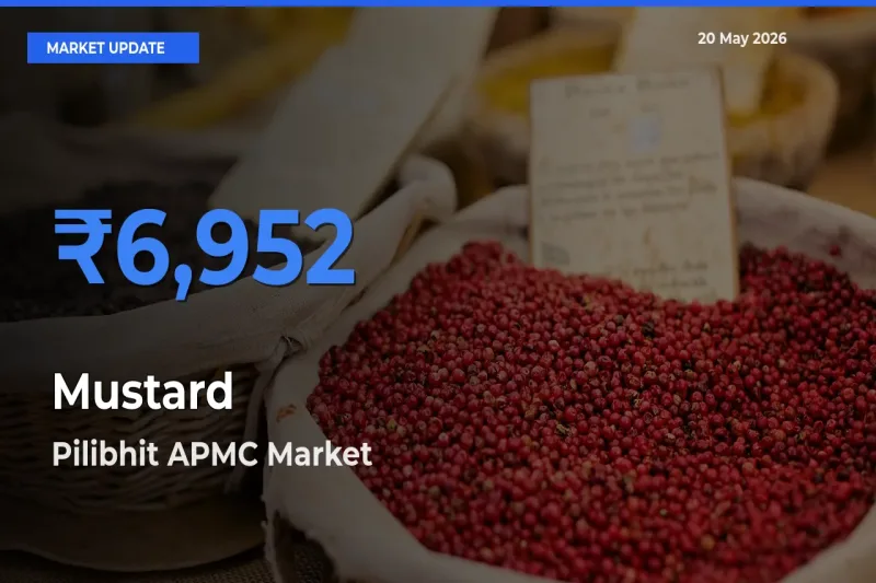Market Watch: Pilibhit APMC Becomes Top Mandi for Mustard