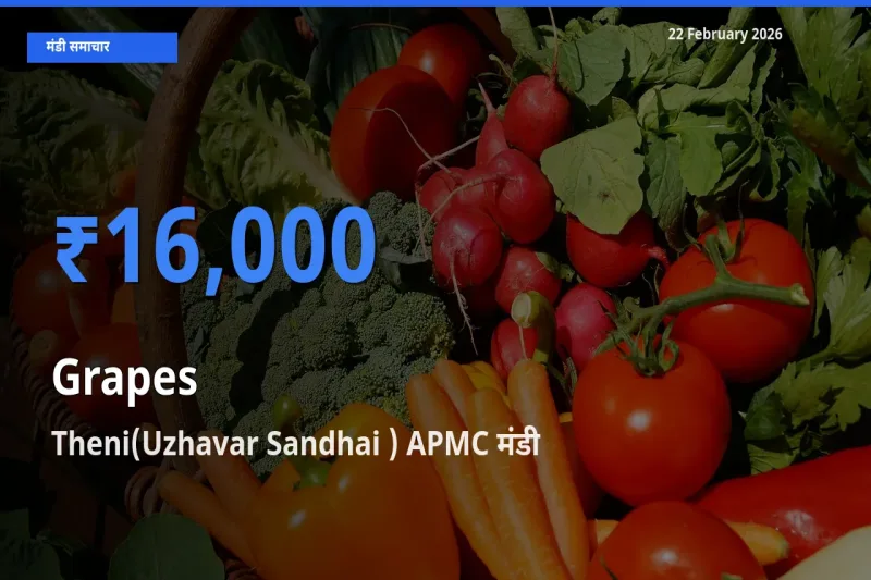 किसानों की पसंद बना Theni(Uzhavar Sandhai ) APMC, Grapes के सबसे अच्छे दाम