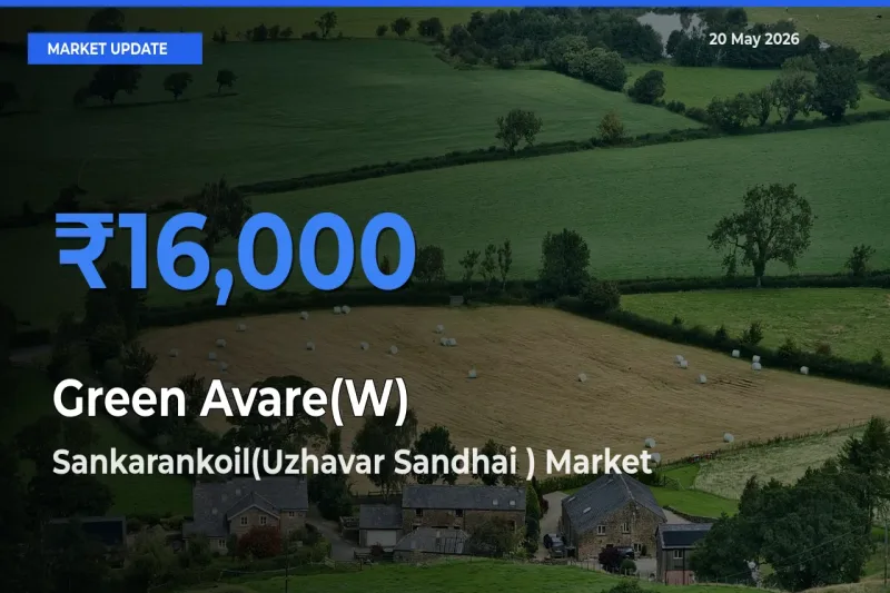 Sankarankoil(Uzhavar Sandhai ) Tops Green Avare(W) Mandi Rates Today
