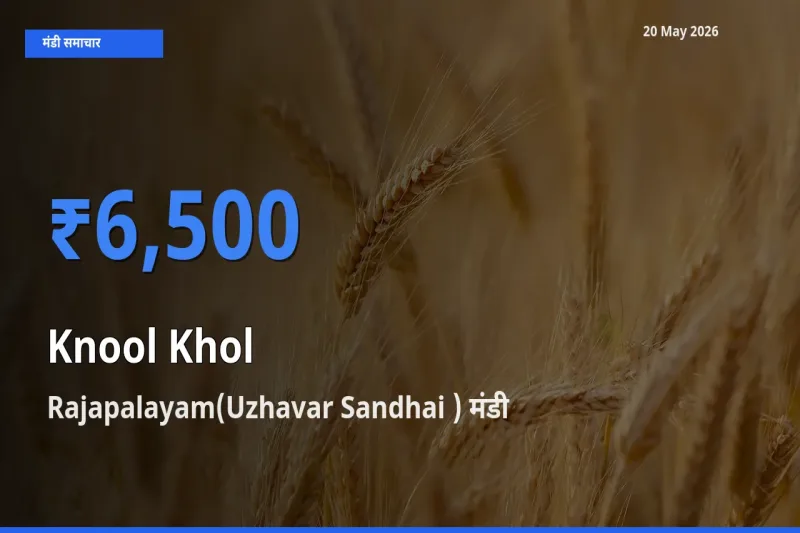 Rajapalayam(Uzhavar Sandhai ) मंडी में आज गांठगोभी के सबसे ऊँचे दाम दर्ज