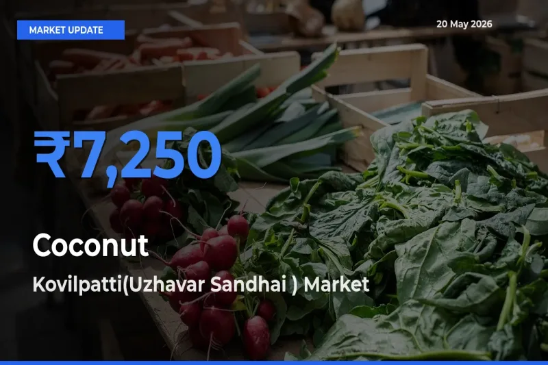Top Performer! Kovilpatti(Uzhavar Sandhai ) Offers Best Coconut Price Today