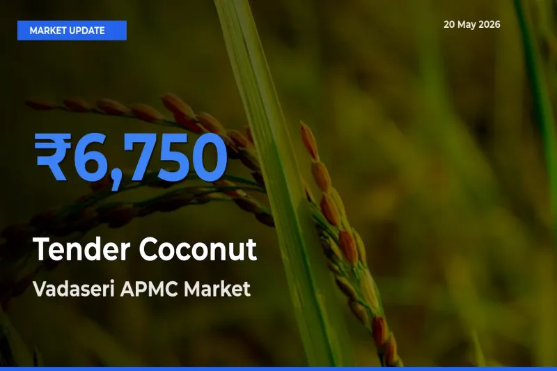 Vadaseri APMC Emerges as Top Mandi for Tender Coconut Prices Today