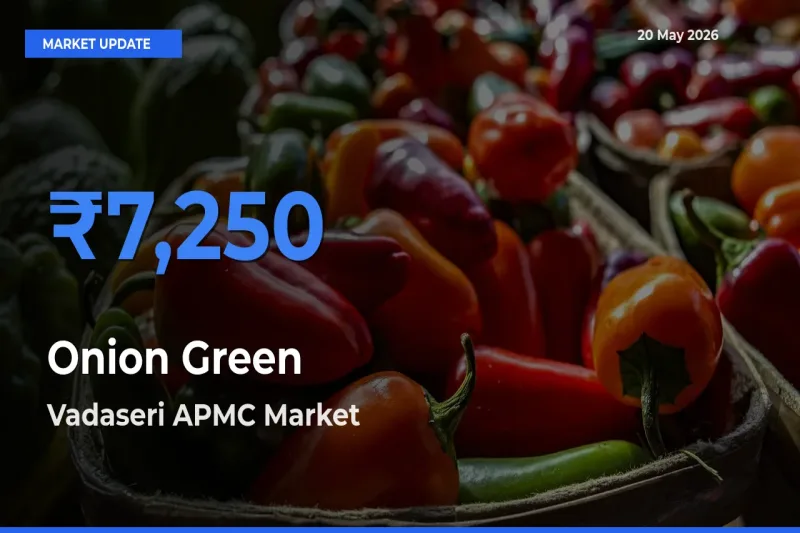 Farmers Prefer Vadaseri APMC as Onion Green Hits Highest Rate