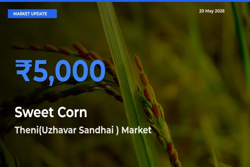 Farmers Prefer Theni(Uzhavar Sandhai ) as Sweet Corn Hits Highest Rate