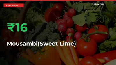 Why Mousambi(Sweet Lime) Prices Rose 16.18% in a Day at Mandis
