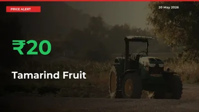 Why Tamarind Fruit Prices Rose 19.79% in a Day at Mandis