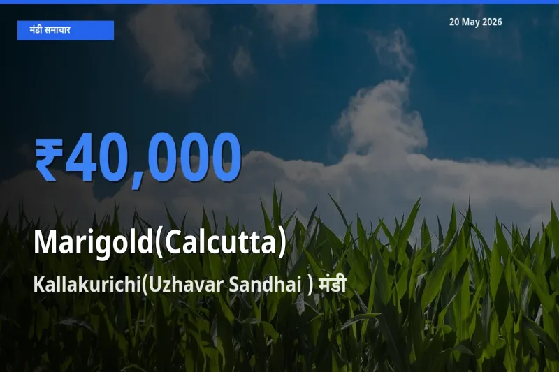 आज का मंडी भाव: गेंदा (कलकत्ता) के सबसे ज़्यादा दाम Kallakurichi(Uzhavar Sandhai ) में
