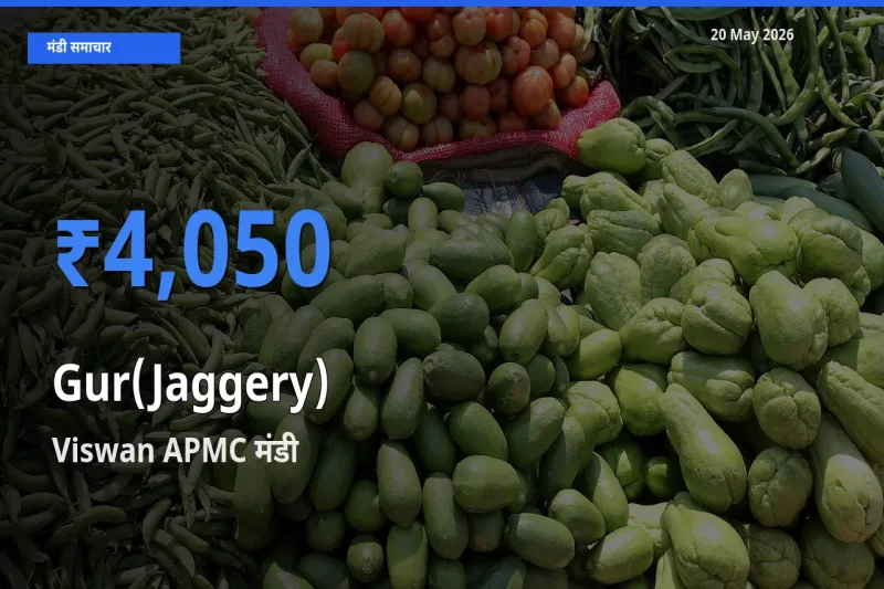 Viswan APMC मंडी में आज गुड़ के सबसे ऊँचे दाम दर्ज