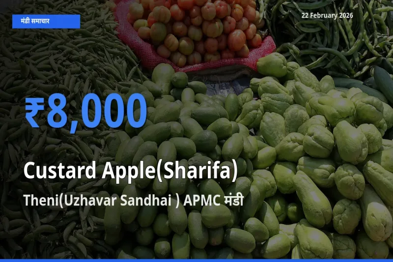 Theni(Uzhavar Sandhai ) APMC में Custard Apple(Sharifa) का आज सबसे ऊँचा भाव