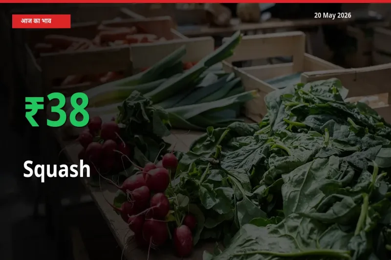 तेज़ तेजी! मंडी में कद्दू (कोहड़ा) के दाम 37.79% चढ़े