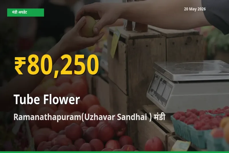 रिकॉर्ड तेज़ी! Ramanathapuram(Uzhavar Sandhai ) में रजनीगंधा ₹80,250 पर पहुँचा