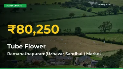 Tube Flower Hits Fresh High in Ramanathapuram(Uzhavar Sandhai ) Today