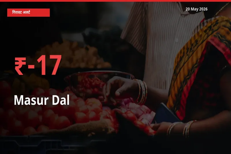 किसानों की चिंता बढ़ी! स्थानीय मंडी में मसूर दाल 16.66% गिरा