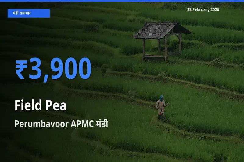 किसानों की पसंद बना Perumbavoor APMC, Field Pea के सबसे अच्छे दाम