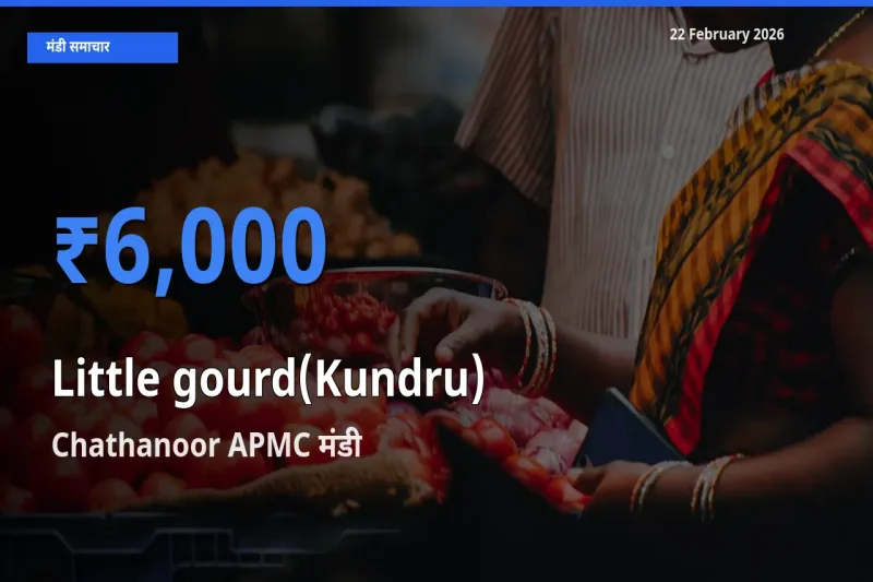 आज Little gourd(Kundru) के सबसे ज़्यादा दाम Chathanoor APMC मंडी में दर्ज