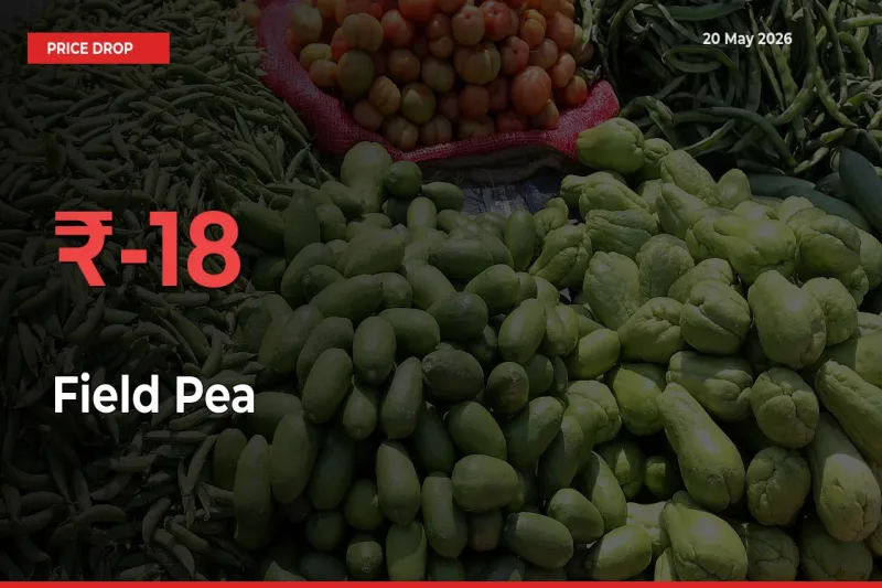 18.09% Drop in Field Pea Prices – Mandi Sees Sudden Fall