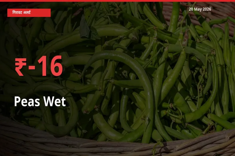 20 May अपडेट: हरी मटर के दाम मंडी में 16.33% गिरे