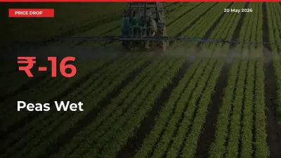 Peas Wet Prices Drop 16.33% – May 20 Market Update from Mandis