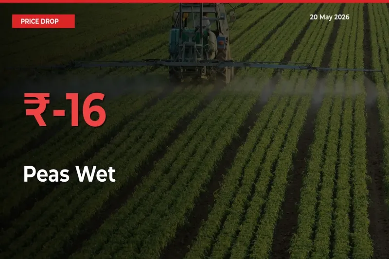 Peas Wet Prices Drop 16.33% – May 20 Market Update from Mandis