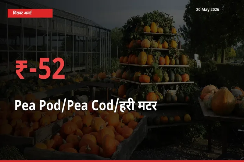 किसानों की चिंता बढ़ी! स्थानीय मंडी में मटर की फली 52.17% गिरा