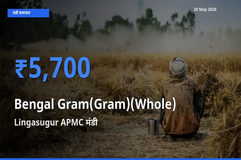 बाज़ार संकेत: Lingasugur APMC बना चना (साबुत) के लिए आज की टॉप मंडी