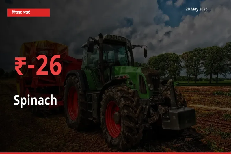 पालक 25.77% गिरा, मंडी