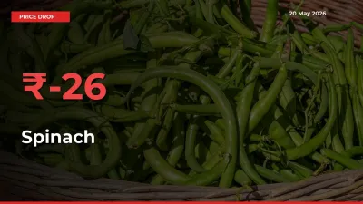 Sudden Shock! Spinach Drops 25.77% in 24 Hours at Top Mandis