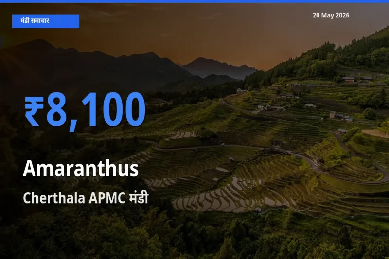 Cherthala APMC में चौलाई का आज सबसे ऊँचा भाव